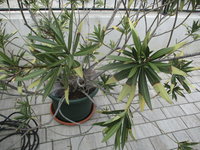 IMG_0416.JPG