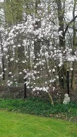 Magnolie.webp