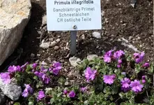 SchynigePrimel.webp
