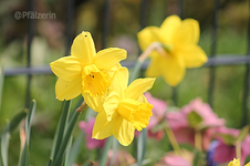 Narzissen 3.webp