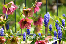 Ostersonntag 11.webp