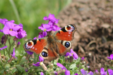 Tagpfauenauge 5.webp