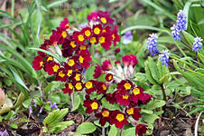 Rote Primeln 1.webp