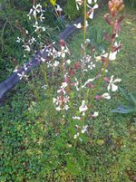 IMG_20230414_101059.jpg