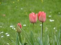 50130AAB-4EAE-4839-8EAB-0CB0E81B44ED.jpeg