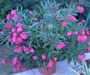 oleander_zpsd779a101.webp oleander_zpsd779a101.webp