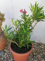 IMG_20200627_092305.webp IMG_20200627_092305.webp