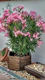 IMG_20190704_072032577_HDR.webp IMG_20190704_072032577_HDR.webp