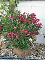 IMG_20210813_195748.webp IMG_20210813_195748.webp