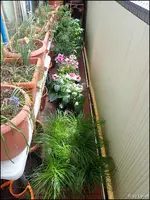 c013.webp