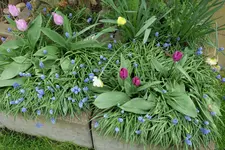 Tulpen in Traubenhyazinten 20230413.webp