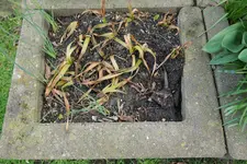 Tote Narzisse Erlicheer Tr9_10N 20230330.webp