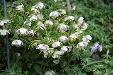 Helleborus     0123.JPG