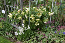 Helleborus     0223.JPG