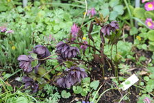 Helleborus     0423.JPG