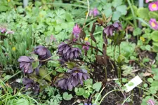 Helleborus     0423.webp