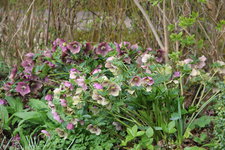 Helleborus     0523.JPG