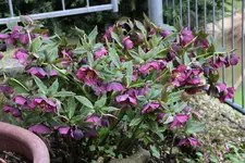 Helleborus     0623.webp