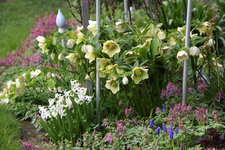 Helleborus     0823.JPG