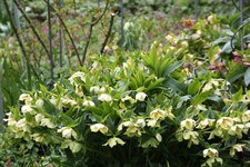 Helleborus     0923.JPG