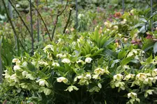 Helleborus     0923.webp