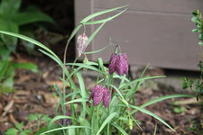 Schachbrettblume0123.JPG