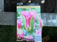 Tulpe Virichic Verpackung 20181115.webp