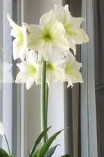 3B49A3E9-EC77-42CA-878E-86C610B1E685.webp