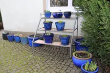Hostaparade    0623.webp