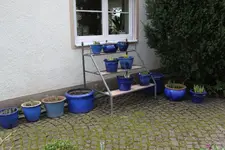 Hostaparade    0723.webp