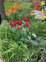 Tulpe 'Jimmy Rot'_01_hinten- Tulpe-10_Tulpe 'Banja Luka'.jpg