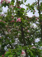 IMG_20230418_154138.webp