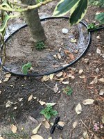 Ilex_Tropf-Bewässerung_10.jpg