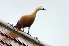 DSC02120.webp