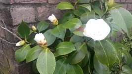 Kamelie.webp