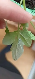 Screenshot_20230420_125940_Gallery.webp