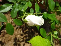 DSC02861.webp