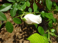 DSC02861.JPG