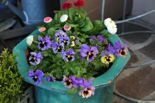 Terasse        0723.webp