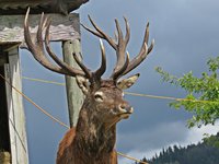 IMG_7456 v (2).JPG
