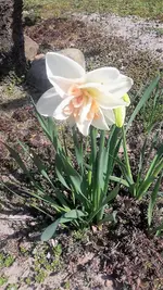 Narzissse.webp
