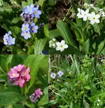 2023Myosotis.webp