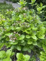 27BE632F-D0ED-489C-B48D-A70BACD2053E.jpeg 27BE632F-D0ED-489C-B48D-A70BACD2053E.jpeg