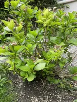 CB58D807-6F80-44C9-8DF7-4B6B8D19FAE2.jpeg CB58D807-6F80-44C9-8DF7-4B6B8D19FAE2.jpeg