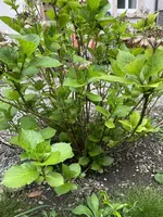 2CCD5E04-E0B3-4032-A61A-986FCCC5B7C6.jpeg 2CCD5E04-E0B3-4032-A61A-986FCCC5B7C6.jpeg