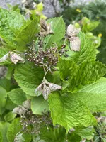 8EE3C799-C957-4E0C-A326-37ADD3DC9157.jpeg 8EE3C799-C957-4E0C-A326-37ADD3DC9157.jpeg