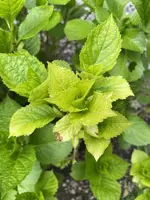 BDF765D7-BF5E-480C-B401-377B2DF89159.jpeg BDF765D7-BF5E-480C-B401-377B2DF89159.jpeg