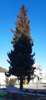 x1.webp