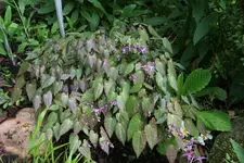 Epimedium   0522.webp