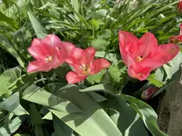048E8171-C451-47ED-AA6B-2063504036FC.webp